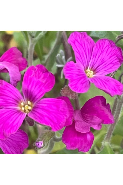 Обриета Каскад Пурпл обильное цветение